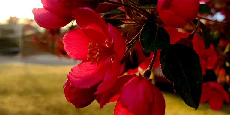 close up of red blossoms on a crab tree