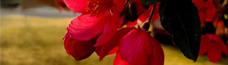 Image of red flowers on the tree